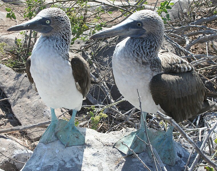 760px-Blue-footed_Booby_Comparison.jpg