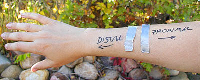 distal-proximal1.jpg