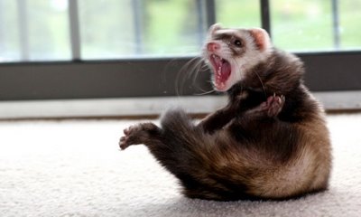 Crazy_ferret.jpg