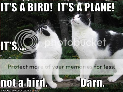 catsitsabird.jpg