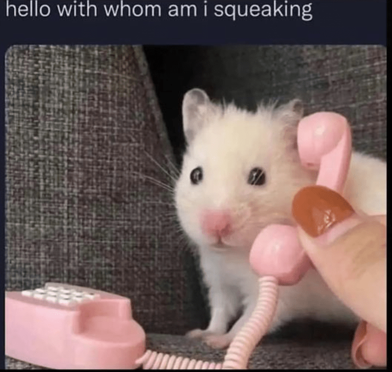 hello-with-whom-am-squeaking