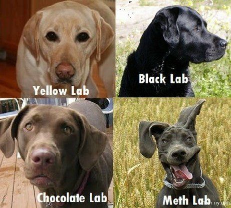 MethLab.jpg