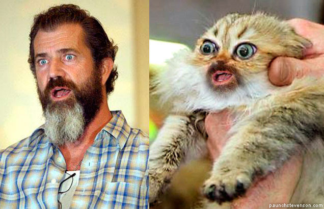 mel-gibson-cat-636x410.jpg