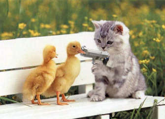 Kitten_HoldsGun_DucksMO.jpg