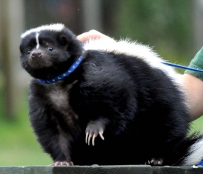 cute-fat-skunk3-400x343.jpg