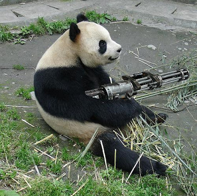 pandas-need-guns1.jpg