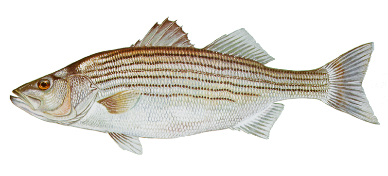 StripedBass-DuaneRaver-USFWS.png