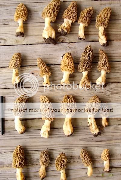 Morels01.jpg