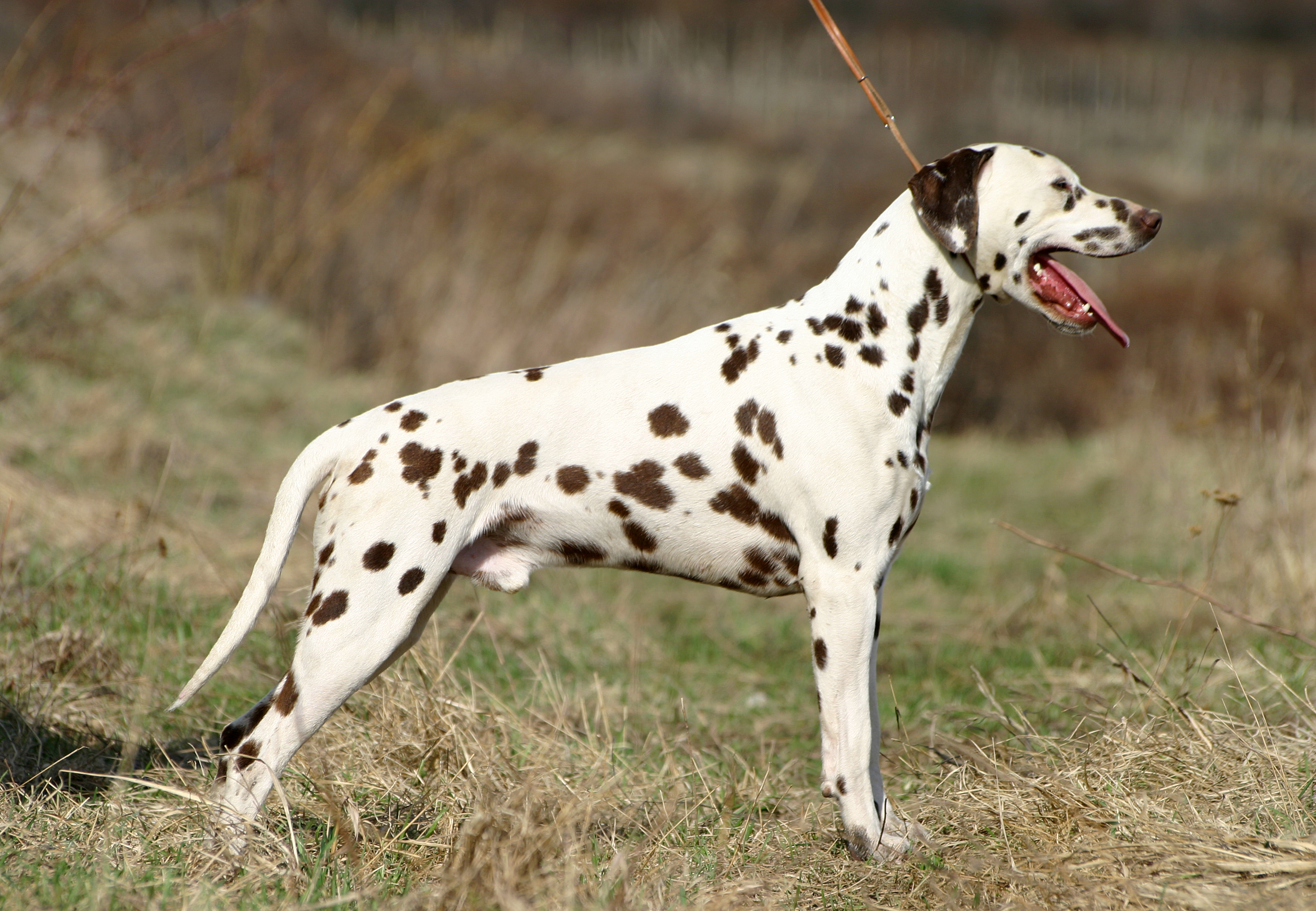 Dalmatian_liver_stacked.jpg