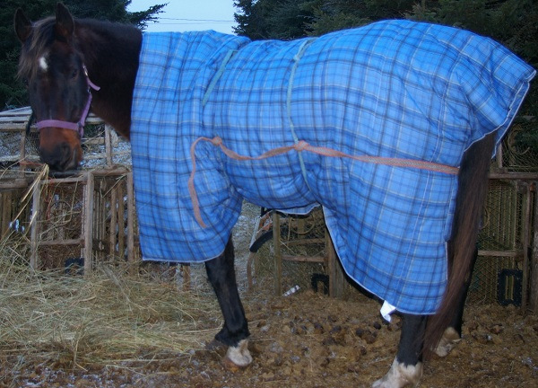 Fabric-Horse-Blanket.jpg