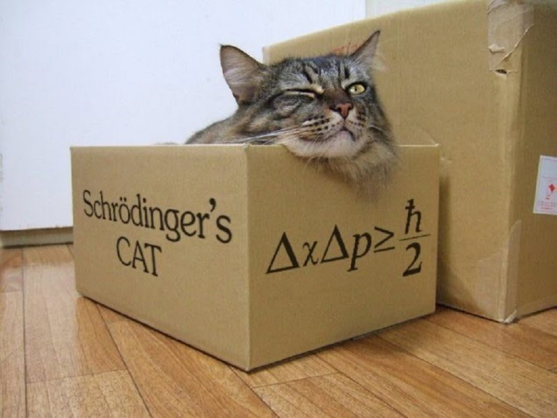 schrodingers-cat-images-2016-800x600.jpg