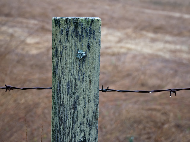 Fence+Post%25252C+Rain+1011.jpg