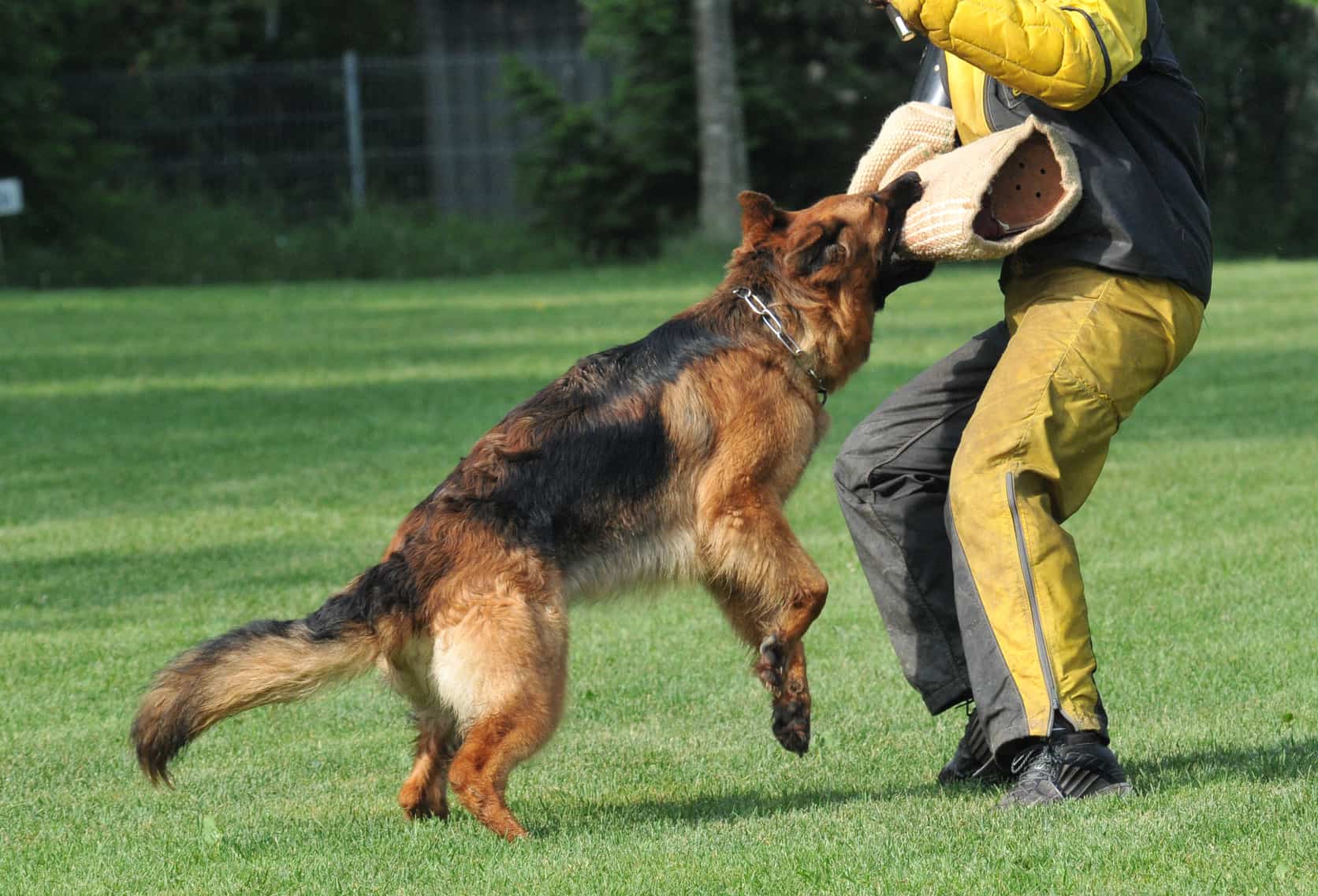 german_shepherd_schutzhund_training_buff_k9_dog_vitamins.jpg