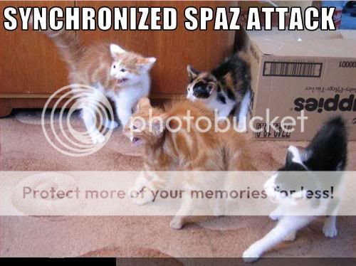 funny-pictures-cats-have-a-spaz-att.jpg