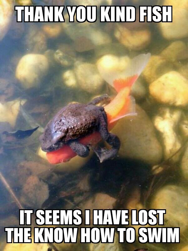 animal-thank-kind-fish-seems-have-lost-know-swim