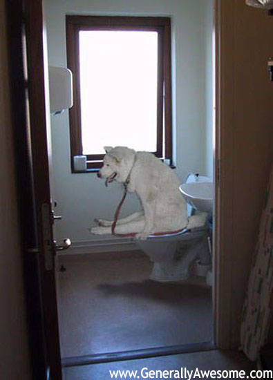 dog-on-toilet.jpg