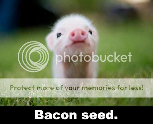 baconseed_zps941b0677.jpg