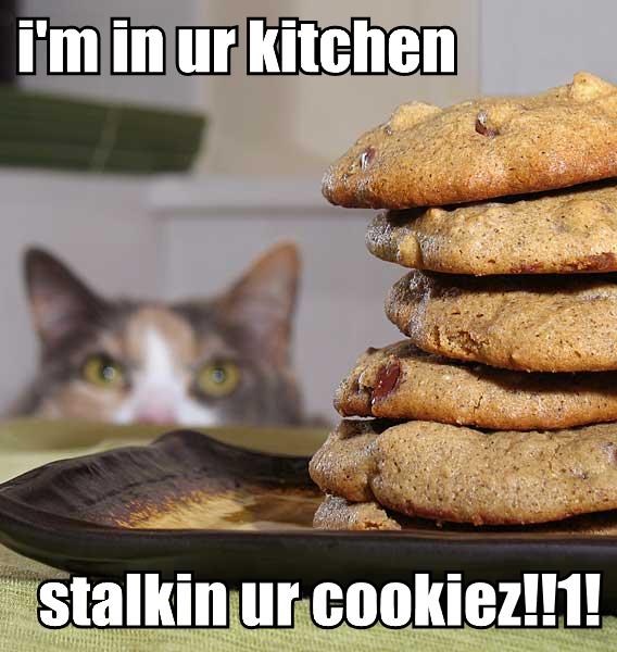 7_lolcat_cookie.jpg