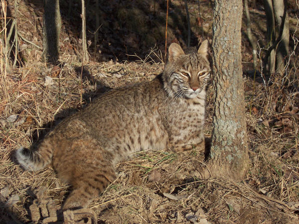 bobcat005.jpg