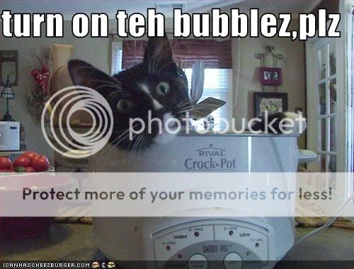 funny-pictures-cat-asks-for-bubbles.jpg