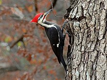 220px-PileatedWoodpeckerFeedingonTree.jpg