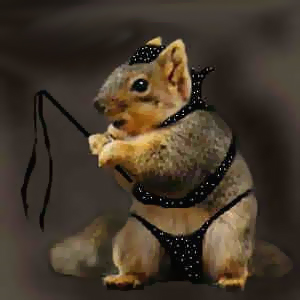 naughty-squirrels1.jpg