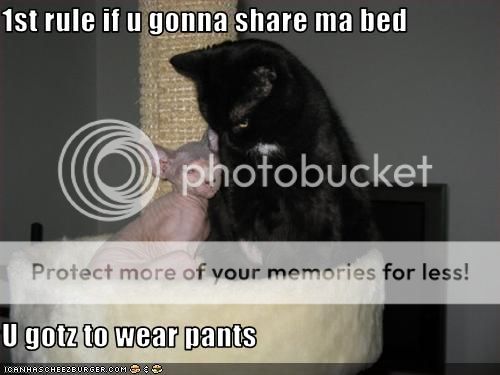 funny-pictures-cat-is-in-bed-without-pants.jpg