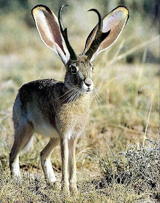 Jackalope.jpg