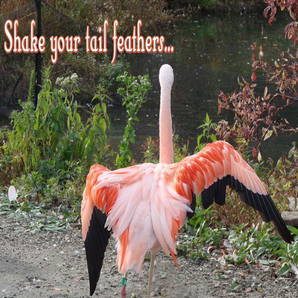 shake-your-tail-feathers.jpg