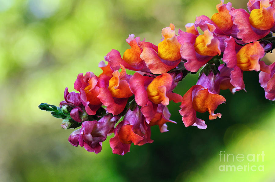 colorful-snapdragon-kaye-menner.jpg