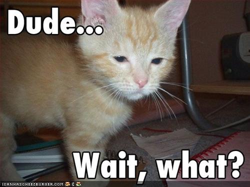 funny-pictures-kitten-is-confused.jpg