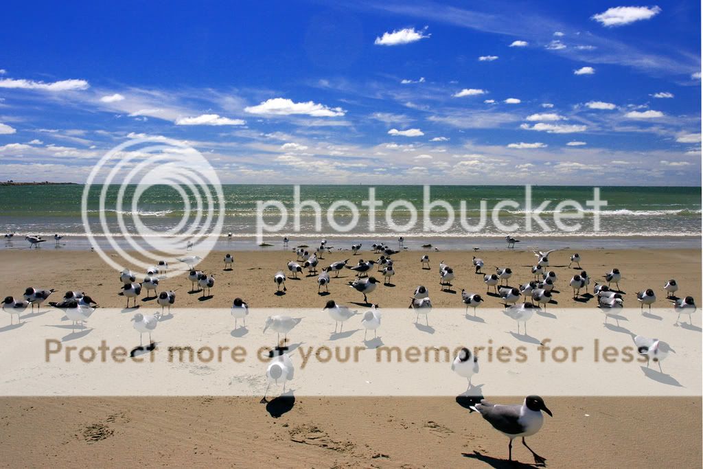 birdsbeach2.jpg