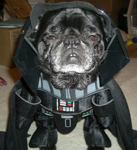 dogvader.jpg